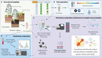 Soil pH, developmental stages and geographical origin differently influence the root metabolomic diversity and root-related microbial diversity of Echium vulgare from native habitats